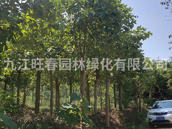 馬褂木